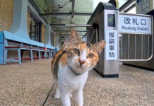 出迎えてくれる猫駅員