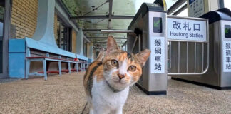 出迎えてくれる猫駅員
