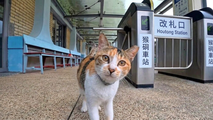 出迎えてくれる猫駅員