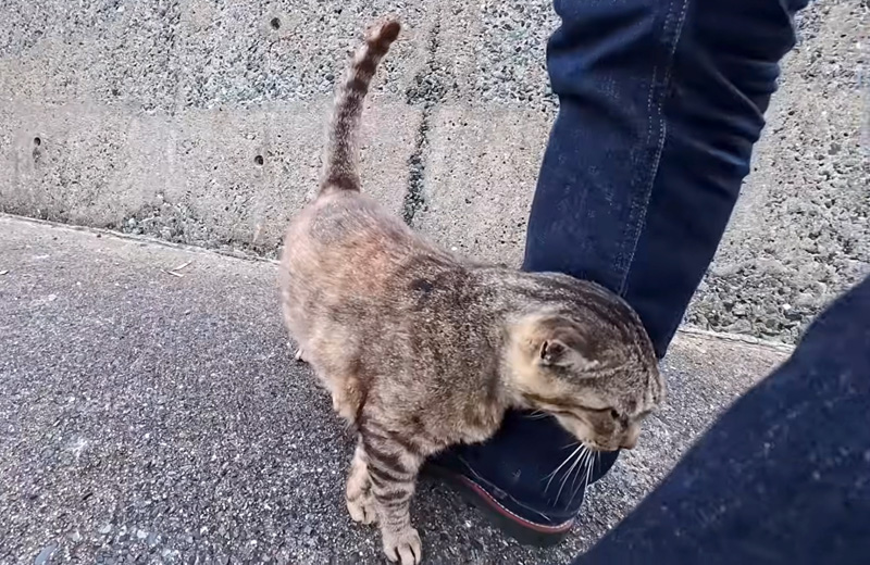 足にスリスリする猫