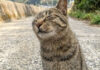 猫島で出会った猫