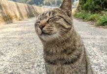 猫島で出会った猫