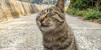 猫島で出会った猫