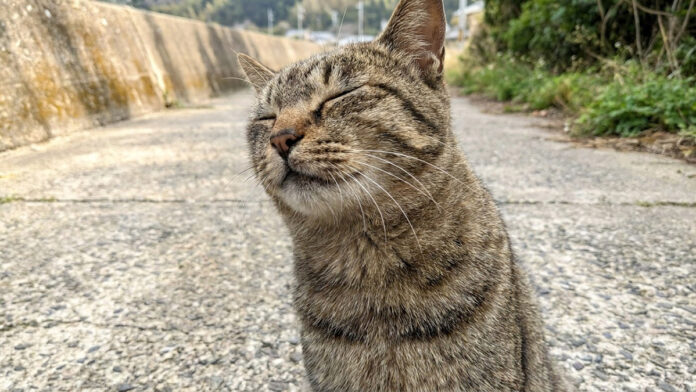 猫島で出会った猫