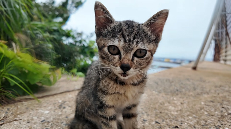 ジッと見つてくる子猫