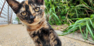 猫パンチするかどうか迷う子猫