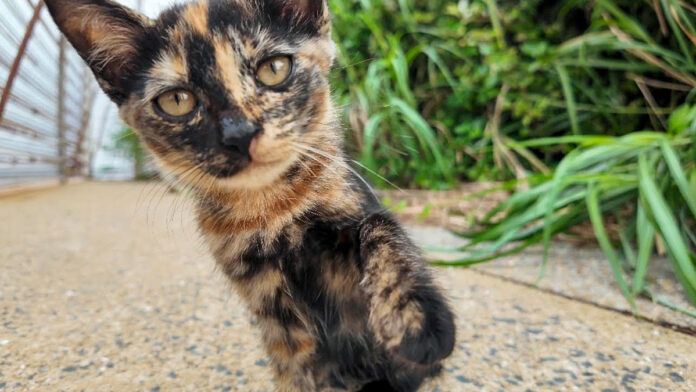 猫パンチするかどうか迷う子猫