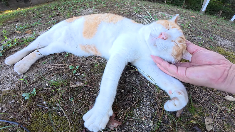 ナデナデを堪能する猫