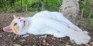 モフモフされた猫