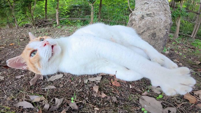 モフモフされた猫