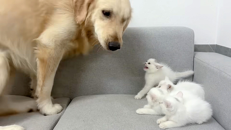 犬を怖がる子猫達