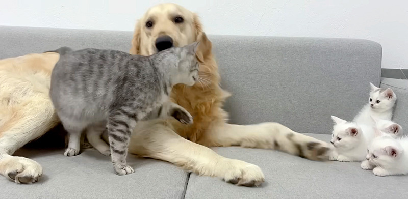 犬が優しいことを子猫達に伝える母猫