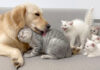 犬が優しいことを子猫達に伝える母猫