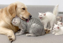 犬が優しいことを子猫達に伝える母猫