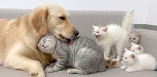 犬が優しいことを子猫達に伝える母猫