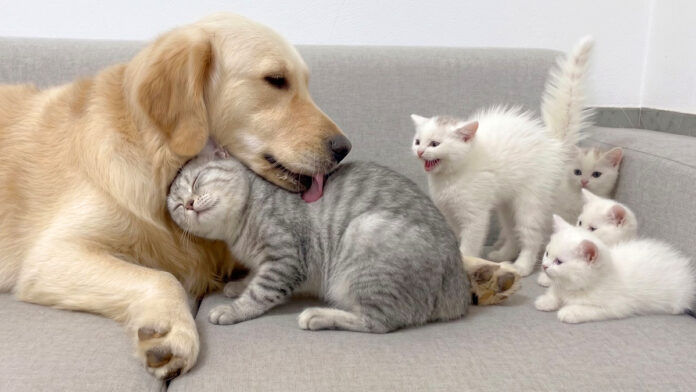 obieanzen_neko_title 犬が優しいことを子猫達に伝える母猫