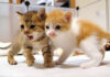 ご飯の後のお口拭きはイヤイヤな子猫が、仲良くゴロゴロする様子にホッコリ♡ 仲良しな子猫達