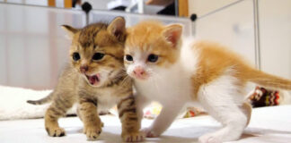 仲良しな子猫達