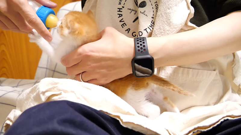 ミルクを飲む子猫