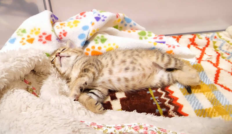 お腹を満たして眠る子猫