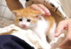 ミルクを飲んで一息つく子猫