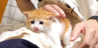 ミルクを飲んで一息つく子猫