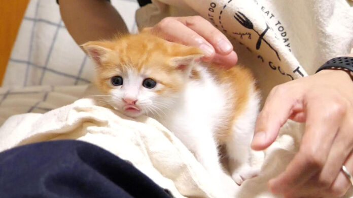 ミルクを飲んで一息つく子猫