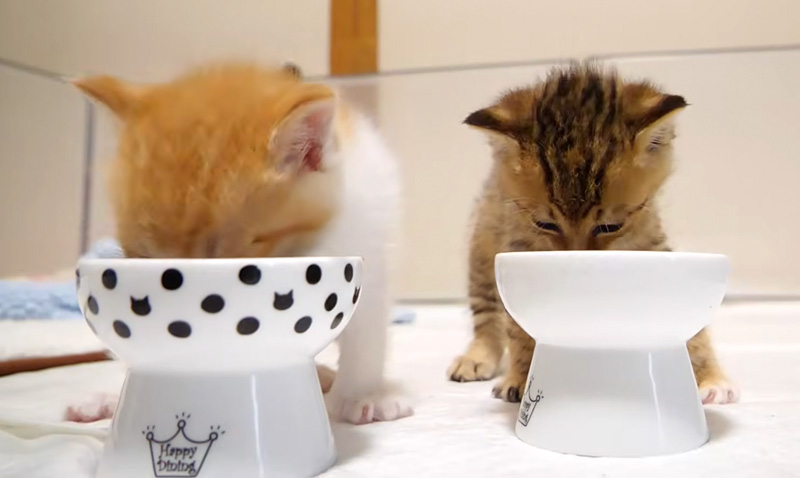 ご飯を夢中で食べる子猫達