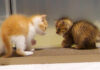 やんのかステップ風にじゃれ合う子猫達
