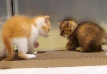 やんのかステップ風にじゃれ合う子猫達