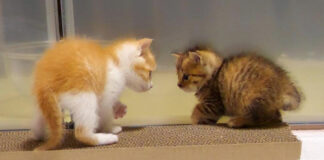 やんのかステップ風にじゃれ合う子猫達