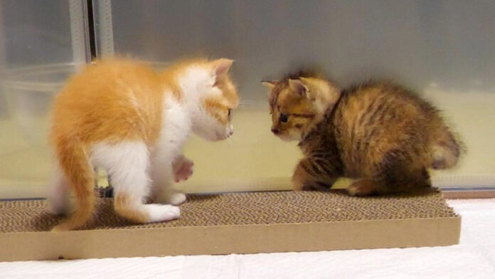 やんのかステップ風にじゃれ合う子猫達