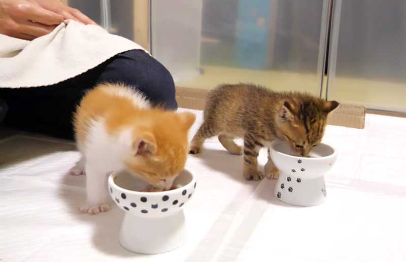 ご飯を食べる子猫達