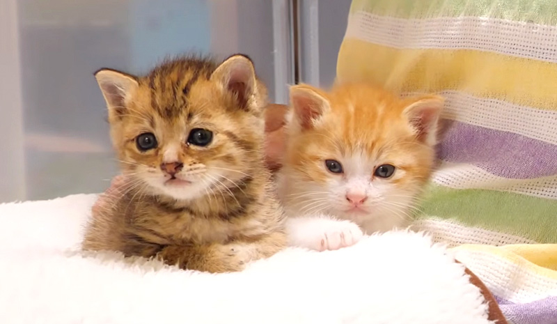 ママの膝の上でくつろぐ子猫達