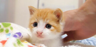 ナデナデされる子猫