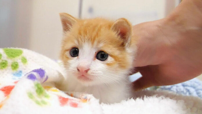 ナデナデされる子猫