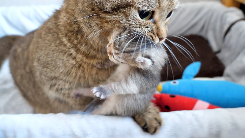 子猫を運ぶ母猫