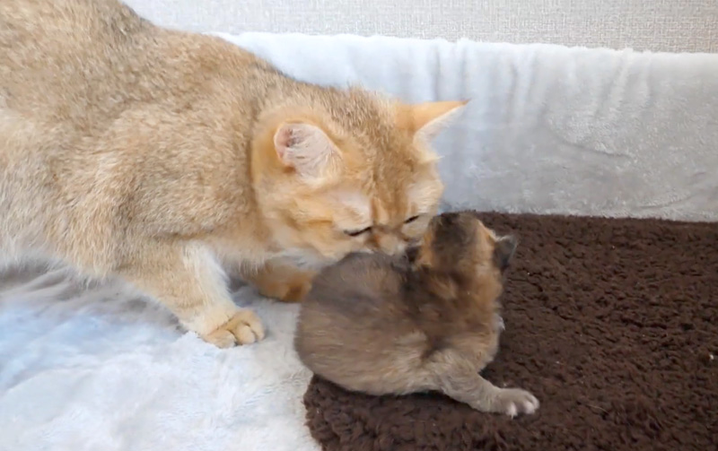 子猫を気に掛ける同居猫