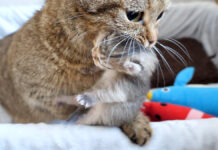 子猫を運ぶ母猫