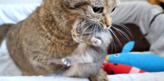 子猫を運ぶ母猫