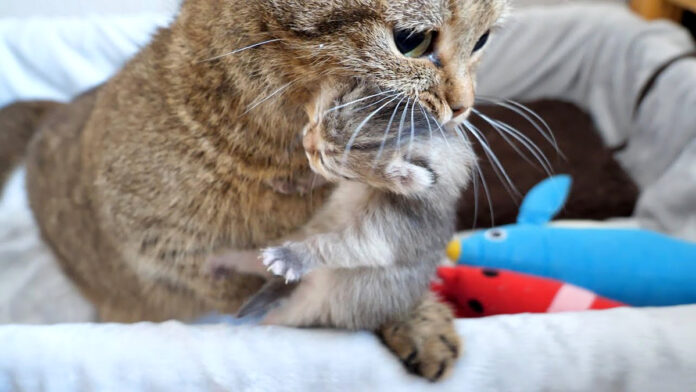 子猫を運ぶ母猫