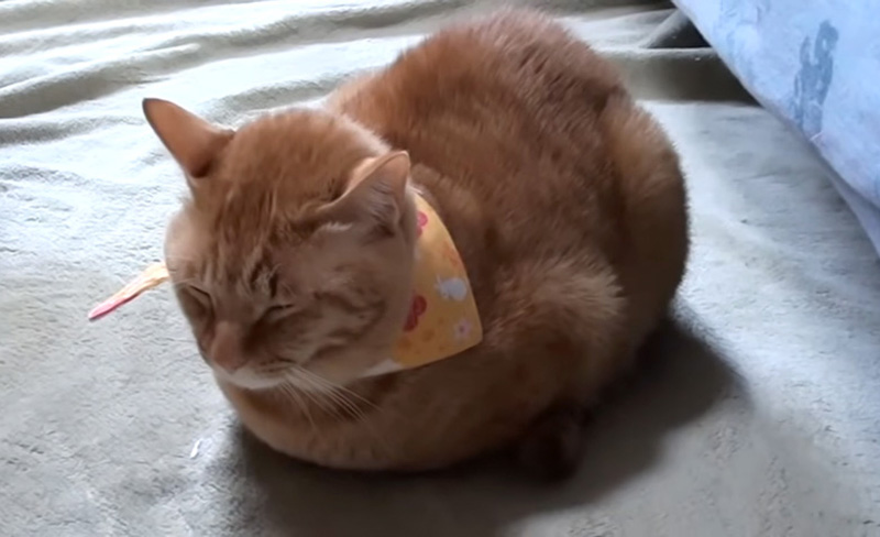 寒い日の猫