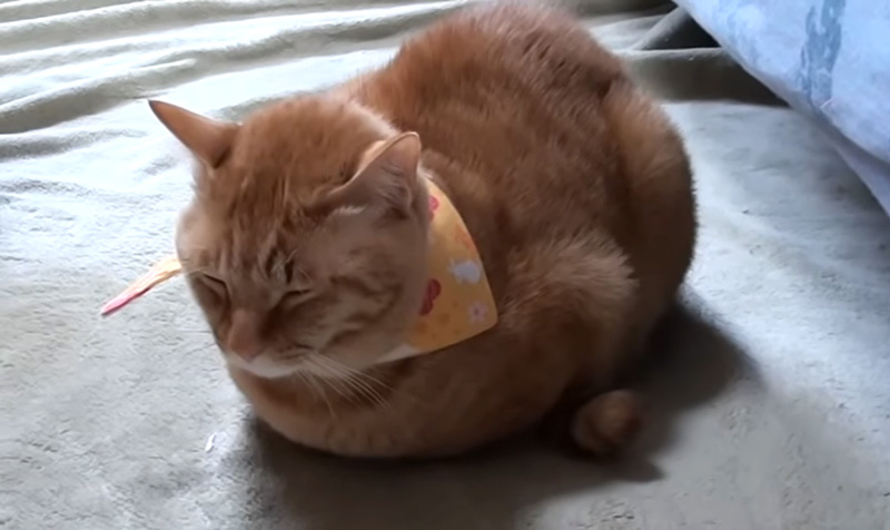 寒い日の猫の最小限の返事