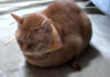 寒い日の猫の最小限の返事
