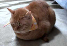 寒い日の猫の最小限の返事