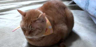 寒い日の猫の最小限の返事