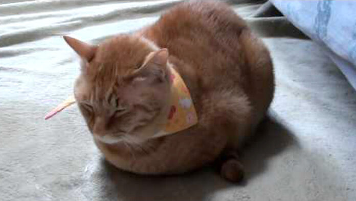 寒い日の猫の最小限の返事