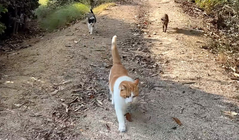 ついて来る猫達