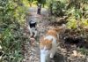 いつの間にか猫との散歩にイノシシが