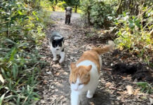 猫達と散歩していたら、いつの間にかイノシシが混じってた! いつの間にか猫との散歩にイノシシが